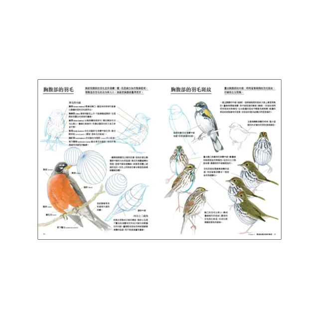 鳥類繪畫的第一堂課：美國自然學家約翰勞斯賞鳥與畫鳥指南