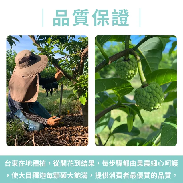 【金好迦】嚴選台東大目釋迦 大粒果 6斤x2箱(5-6顆/箱)