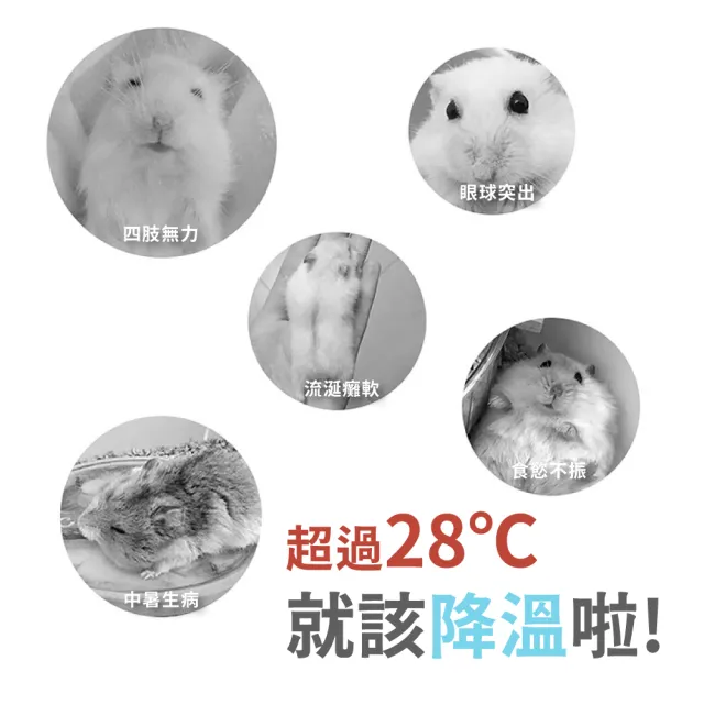 【寵物用品】小寵物水晶涼蓆散熱墊(倉鼠用品 消暑 防中暑 天竺鼠 小鼠 涼毯 冰涼墊 冰床 降溫板)