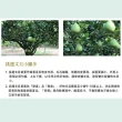 【台南麻豆王家】50年老欉文旦10斤x2箱(9-16顆/箱 SGS認證 中秋送禮 企業團購 揪團 文旦 柚子 買一送一)