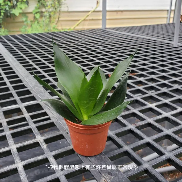 【Gardeners】翡翠虎尾蘭 3吋盆-1入(室內植物/綠化植物/觀葉植物)