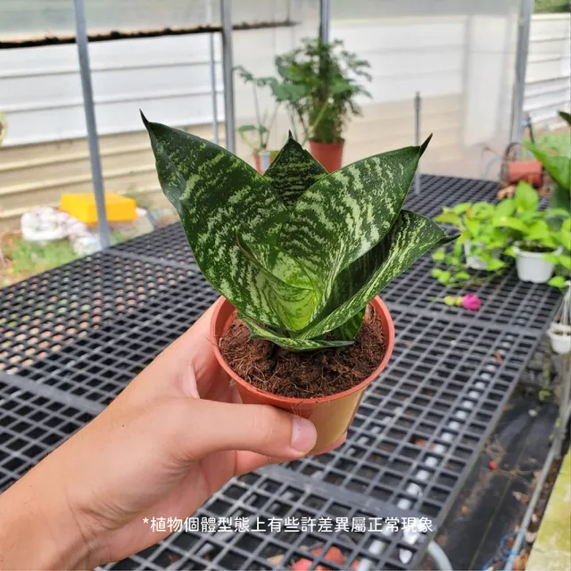 【Gardeners】青紋短葉虎尾蘭 3吋盆-1入(室內植物/綠化植物/觀葉植物)