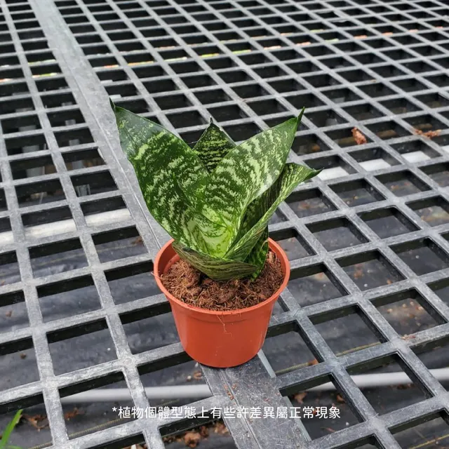 【Gardeners】青紋短葉虎尾蘭 3吋盆-1入(室內植物/綠化植物/觀葉植物)