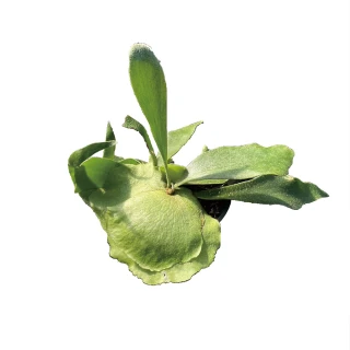 【Gardeners】圓盾鹿角蕨 3吋蕨類-1入(室內植物/綠化植物/蕨類植物)