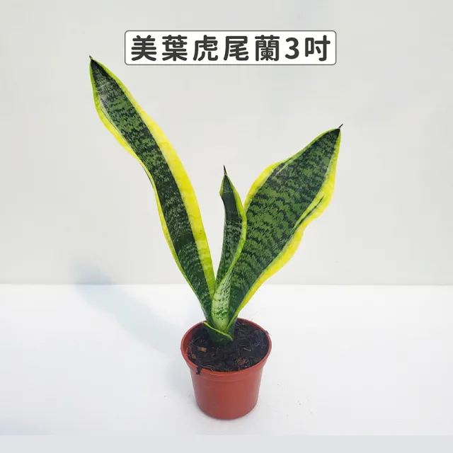 【Gardeners】美葉虎尾蘭 3吋盆-1入(室內植物/綠化植物/觀葉植物)