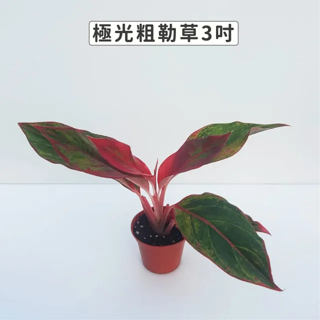 【Gardeners】極光粗肋草 3吋盆 -1入(室內植物/綠化植物/觀葉植物)