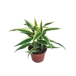 【Gardeners】白竹 3吋盆 -1入(室內植物/綠化植物/觀葉植物)