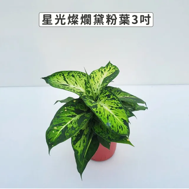 【Gardeners】星光燦爛黛粉葉 3吋盆 -1入(室內植物/綠化植物/觀葉植物)