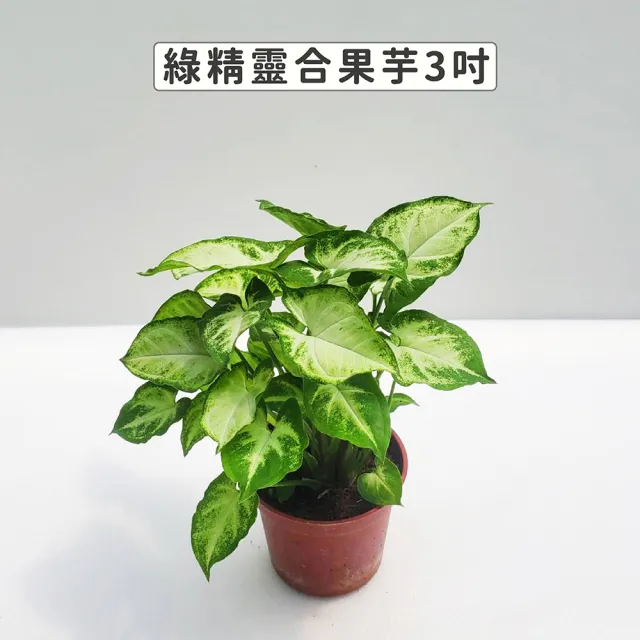 【Gardeners】綠精靈合果芋 3吋盆-1入(室內植物/綠化植物/觀葉植物)