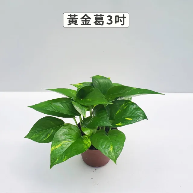 【Gardeners】黃金葛 3吋盆 -1入(室內植物/綠化植物/觀葉植物)