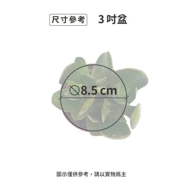 【Gardeners】翡翠木 3吋盆 -1入(室內植物/綠化植物/觀葉植物)