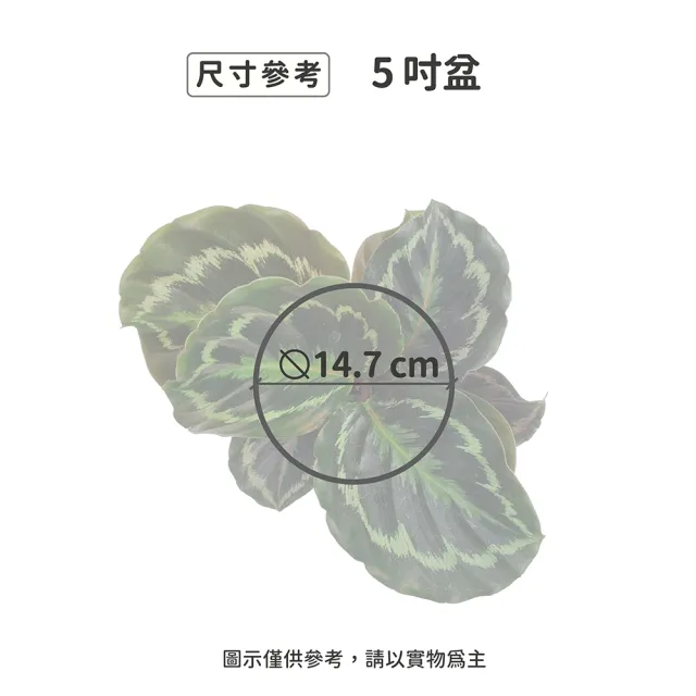 【Gardeners】大孔雀竹芋 5吋盆 -1入(室內植物/綠化植物/觀葉植物)