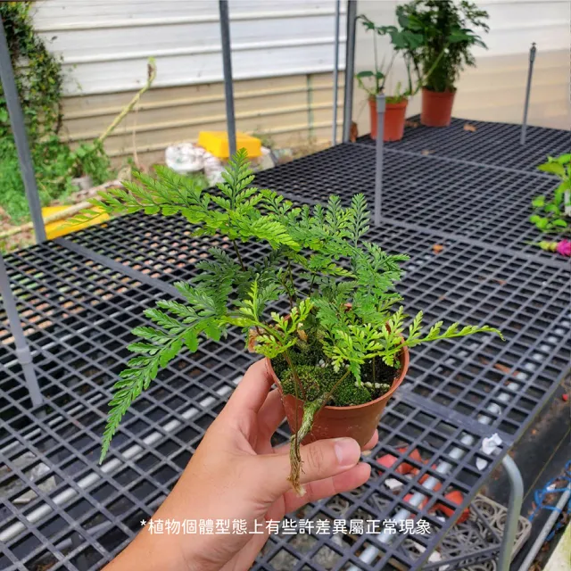 【Gardeners】兔角蕨 3吋盆 -1入(室內植物/綠化植物/蕨類植物)