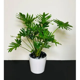 【偉盛花坊】密葉天使小盆栽(朋友．榮陞．喬遷．公司行號．桌上擺飾)