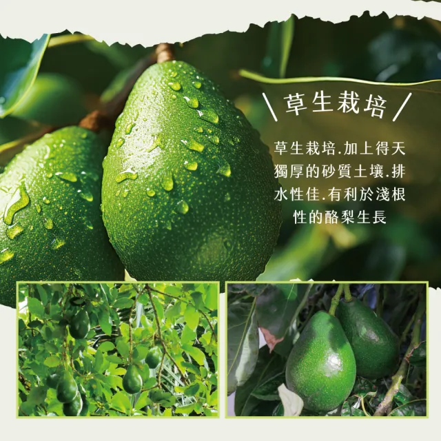 【初品果】屏東高樹鮮採酪梨5斤4-7顆x1盒(幸福牛油果_草生栽培)