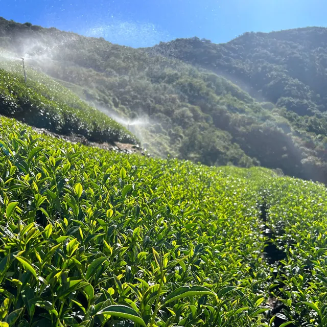 【Funbodhi 方菩提】沁香梨山高山茶75gx80包 高山茶 烏龍茶(共10斤; 春茶 100% 梨山產區)