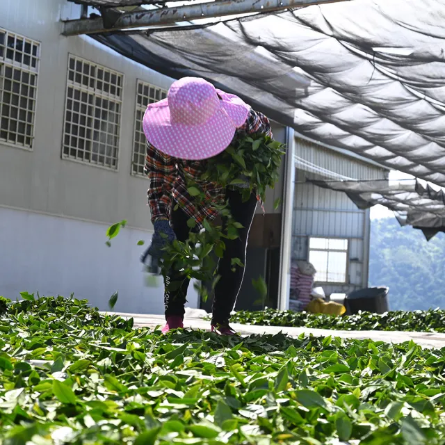 【方菩提】樟樹湖高山烏龍茶75gx4包(共0.5斤;冠軍產區; 春茶 阿里山 茶葉贈禮)