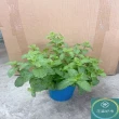 【花森好市】綠薄荷 清箭薄荷 荷蘭薄荷5-6吋(香氣 香草植物 盆栽 薄荷類)