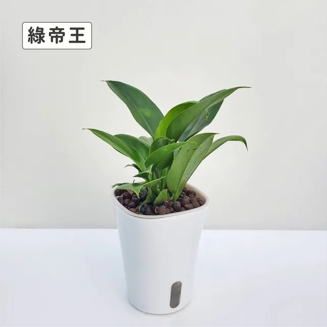 【Gardeners】植物3吋小品DIY組合2-自動吸水盆套組1入(室內植物/綠化植物/觀葉植物)