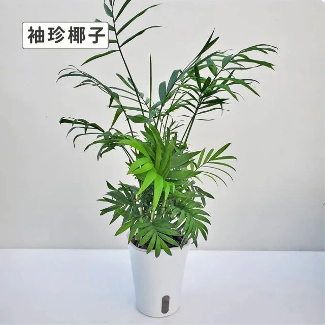 【Gardeners】植物3吋小品DIY組合2-自動吸水盆套組1入(室內植物/綠化植物/觀葉植物)