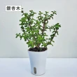 【Gardeners】植物3吋小品DIY組合2-自動吸水盆套組1入(室內植物/綠化植物/觀葉植物)