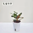 【Gardeners】植物3吋小品DIY組合1-自動吸水盆套組1入(室內植物/綠化植物/觀葉植物)