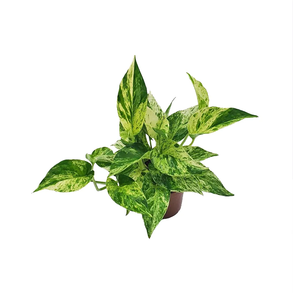 【Gardeners】白金葛 3吋盆 -1入(室內植物/綠化植物/觀葉植物)