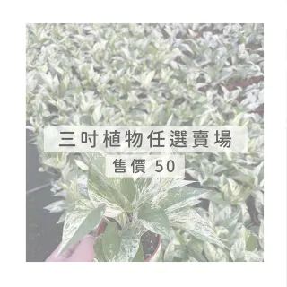 【Gardeners】三吋小品植物任選50元-1入(觀葉植物/室內植物/綠化植物)