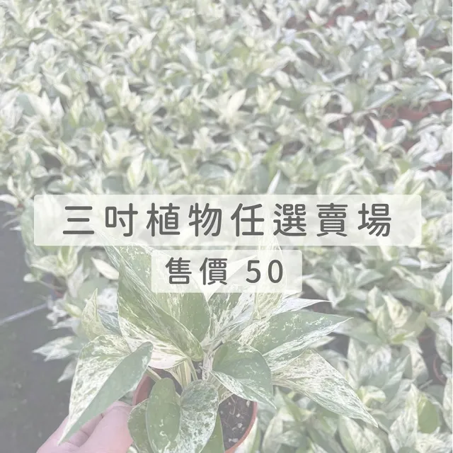 【Gardeners】三吋小品植物任選50元-1入(觀葉植物/室內植物/綠化植物)