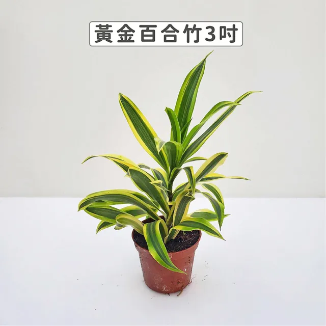 【Gardeners】三吋小品植物任選50元-1入(觀葉植物/室內植物/綠化植物)