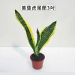 【Gardeners】三吋小品植物任選80元-1入(觀葉植物/室內植物/綠化植物)