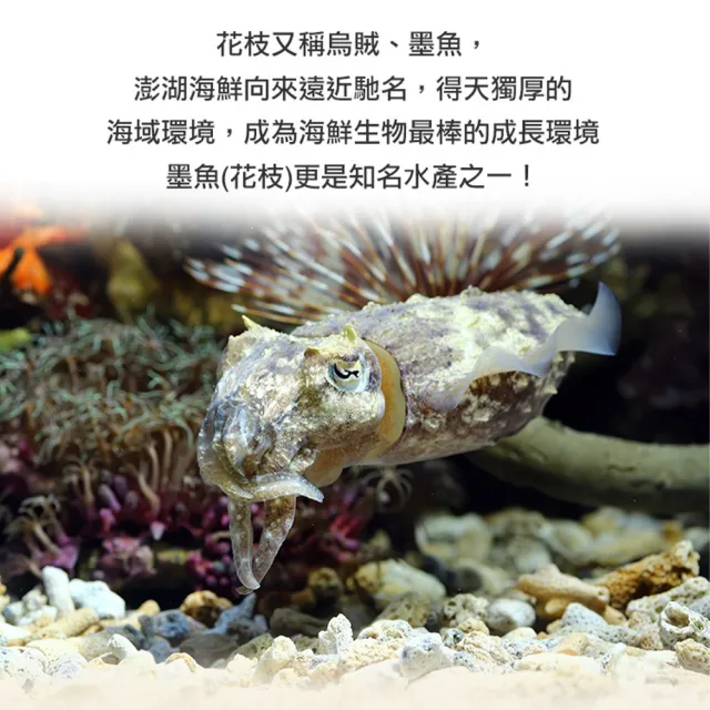 【享吃美味】正澎湖手工花枝丸12包(300g±10%約13顆/包 火鍋料/湯料/炸物/燒烤)