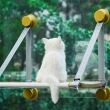 【pidan】貓咪吊床 享曬款 升級版(寵物吊床 寵物床 升級款 貓用)
