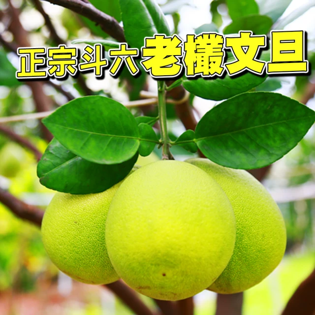 【台灣紅】斗六48年正宗老欉文旦10斤x1盒(7-12顆/10斤/中秋禮盒_中秋柚子)