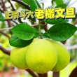 【台灣紅】斗六48年正宗老欉文旦10斤x1盒(7-12顆/10斤/中秋禮盒_中秋柚子)