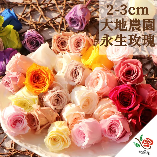 【極度花燥】大地農園 玫瑰02370(花材)