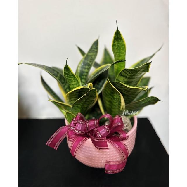 【偉盛花坊】虎尾蘭盆栽C 朋友．榮陞．喬遷． 行號．桌上擺飾 
