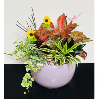 【偉盛花坊】紅粉佳人盆栽組合(朋友．榮陞．喬遷．公司行號．桌上擺飾)