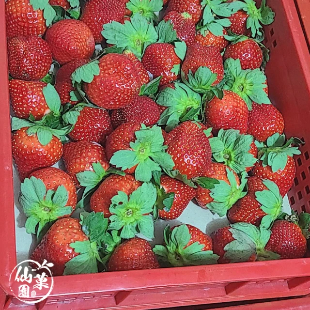 仙菓園 日本熊本草莓 盒裝.約500g±10% 兩盤一盒.每