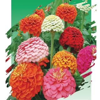 【蔬菜工坊】F09.青紫蘇種子(青香)
