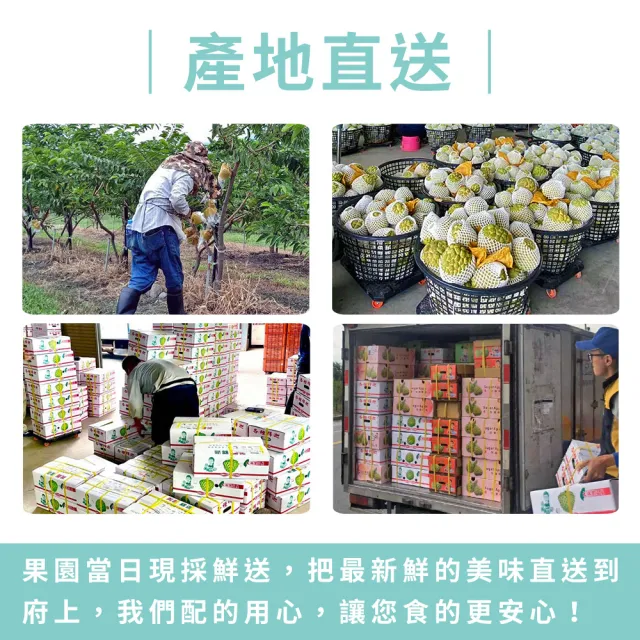 【金好迦】嚴選台東大目釋迦 A級果 5斤x1箱(5-6顆/箱)