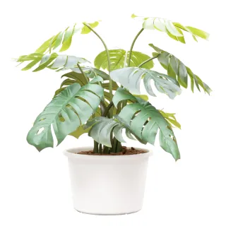 【翠筠用品】穩優圓盆 1尺4