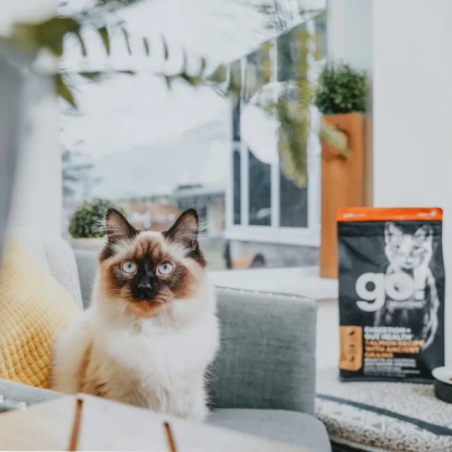 【Go!】鮭魚3磅 腸胃保健系列 全貓配方(貓糧 貓飼料 腸胃敏感 益生菌 全齡貓 寵物食品)
