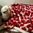 【LUCY’S MOUNTAIN】TALL TAILS狗骨頭寵物毛毯 S(寵物毯 寵物毯子 寵物被子 寵物毛毯 保暖毛毯)