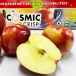 【RealShop】美國華盛頓宇宙脆蘋果 約18kg±10%x1箱(48-56顆裝/原箱裝Cosmic Crisp 真食材本舖)