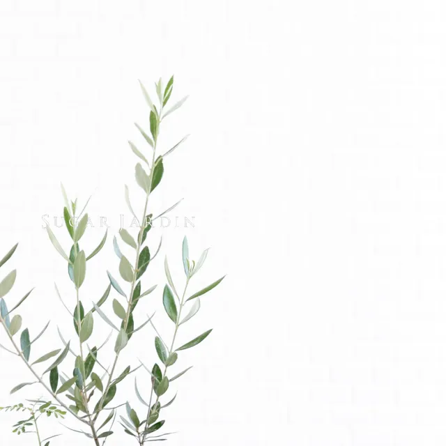 【微糖花植間】歐洲銀葉油橄欖-植物盆栽(歐洲香草植物/療癒盆栽)