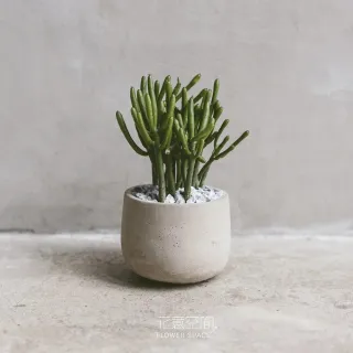 【花意空間】綠珊瑚植物盆栽(植栽 淨化空氣 開幕送禮)