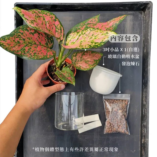 【Gardeners】植物3吋小品DIY組合3-陶瓷玻璃吸水盆套組1入(室內植物/綠化植物/觀葉植物)