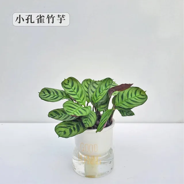 【Gardeners】植物3吋小品DIY組合3-陶瓷玻璃吸水盆套組1入(室內植物/綠化植物/觀葉植物)