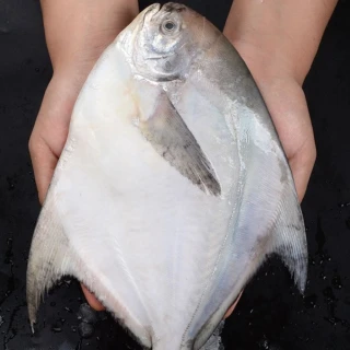 【一手鮮貨】野生大白鯧(2尾組/單尾500-600g)